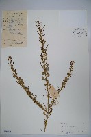 向天黃藏品圖，第1張