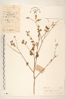 嶺南野菊藏品圖，第1張