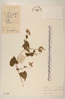 蔓澤蘭藏品圖，第1張