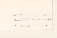 蔓澤蘭藏品圖，第3張