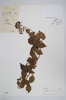 三葉五加、三加皮藏品圖，第1張