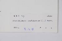 三葉五加、三加皮藏品圖，第2張