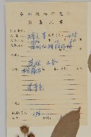 南華南蛇藤，青江藤藏品圖，第2張