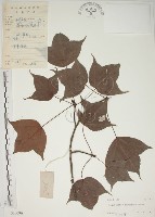 楓香、楓樹藏品圖，第1張