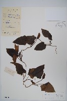 大鄧伯花藏品圖，第1張