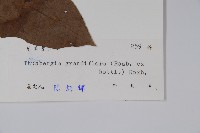 大鄧伯花藏品圖，第2張