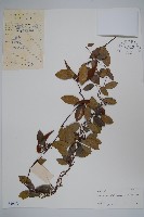 弓果藤藏品圖，第1張