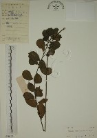 鈍齒鼠李藏品圖，第1張