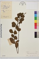 鈍齒鼠李藏品圖，第2張