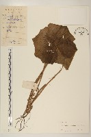 山菊藏品圖，第1張