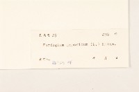 山菊藏品圖，第3張