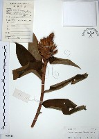 絹毛鳶尾、閉鞘薑藏品圖，第1張