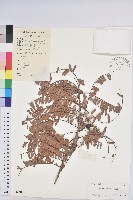 油柑藏品圖，第1張