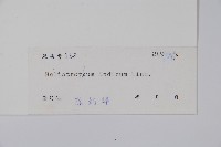 狗尾草藏品圖，第2張