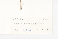 蟛蜞菊藏品圖，第3張