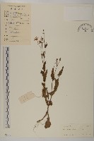 紫背草藏品圖，第1張