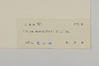 紫背草藏品圖，第3張