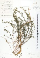 三葉木藍藏品圖，第1張