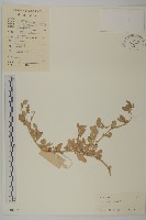 匍匐濱藜藏品圖，第1張