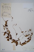 鷗蔓藏品圖，第1張