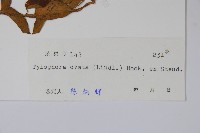 鷗蔓藏品圖，第2張