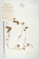 心萼薯藏品圖，第1張