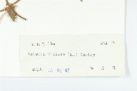 心萼薯藏品圖，第3張