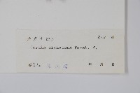 破布子藏品圖，第2張