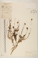 天人菊藏品圖，第1張