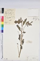 猩猩草藏品圖，第1張