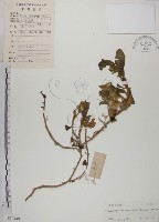 番杏藏品圖，第1張