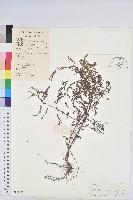 小返魂藏品圖，第1張