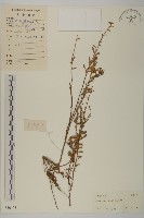 華南鐵桿蒿藏品圖，第1張