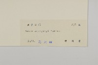 華南鐵桿蒿藏品圖，第3張