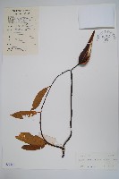 小錦蘭藏品圖，第1張