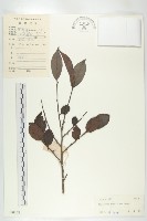 山紅柿藏品圖，第4張