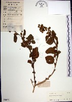 圓葉金午時花藏品圖，第1張