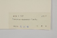 中國衛矛藏品圖，第3張