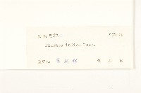 鯽魚膽、闊苞菊藏品圖，第3張