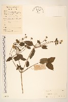 雙花蟛蜞菊藏品圖，第1張