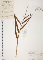 葦草蘭、鳥仔花、竹葉蘭藏品圖，第1張