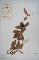 暗羅、雞爪樹藏品圖，第1張