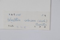 暗羅、雞爪樹藏品圖，第2張