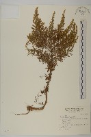 山素英藏品圖，第1張