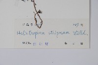 細葉天芥菜藏品圖，第2張