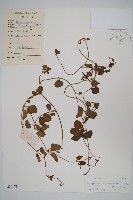 海南山牽牛藏品圖，第1張