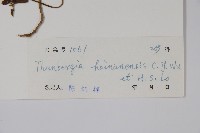 海南山牽牛藏品圖，第2張