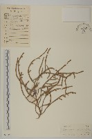 登錄號:S030174藏品圖，第1張