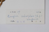 土壇樹藏品圖，第2張