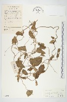 豬菜藤藏品圖，第1張